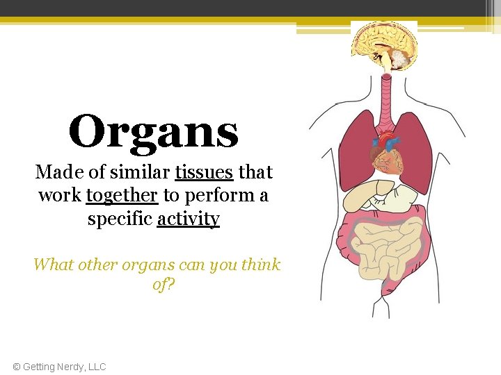 Organs Made of similar tissues that work together to perform a specific activity What