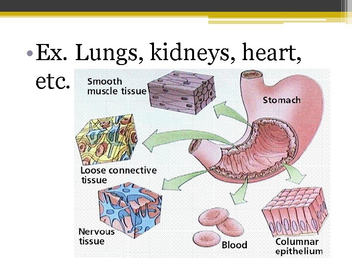  • Ex. Lungs, kidneys, heart, etc. 