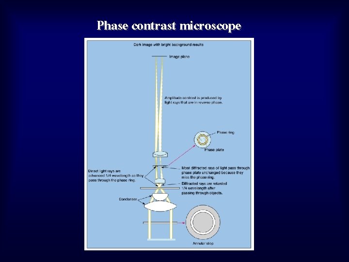 Phase contrast microscope 