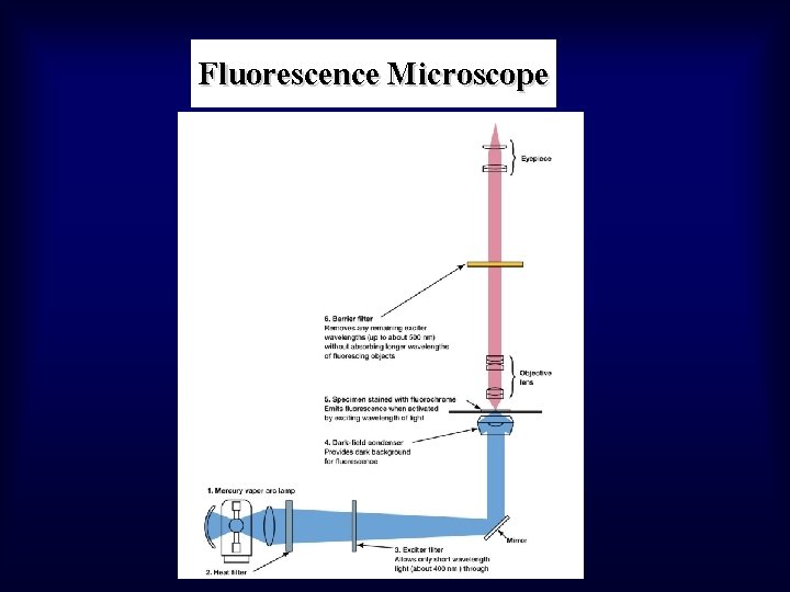 Fluorescence Microscope 