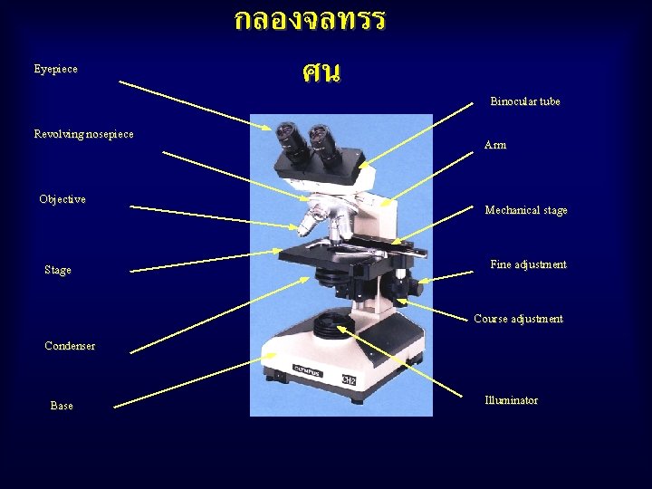 Eyepiece Revolving nosepiece Objective Stage กลองจลทรร ศน Binocular tube Arm Mechanical stage Fine adjustment