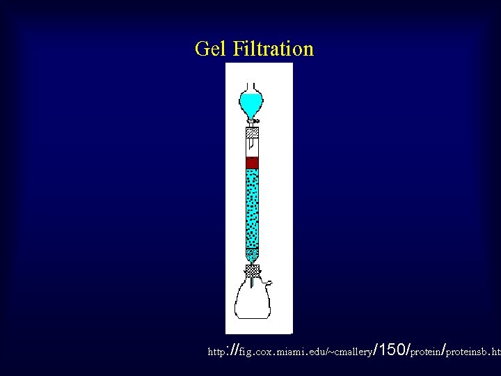 Gel Filtration http: //fig. cox. miami. edu/~cmallery/150/proteinsb. htm 