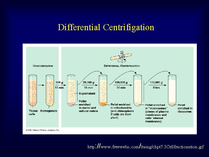 Differential Centrifigation http: //www. freewebs. com/ltaing/chpt 7. 3 Cellfractionation. gif 