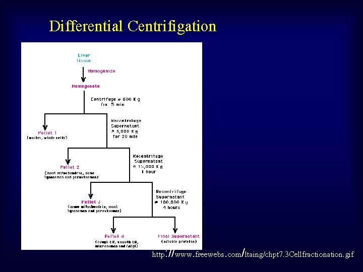 Differential Centrifigation http: //www. freewebs. com/ltaing/chpt 7. 3 Cellfractionation. gif 