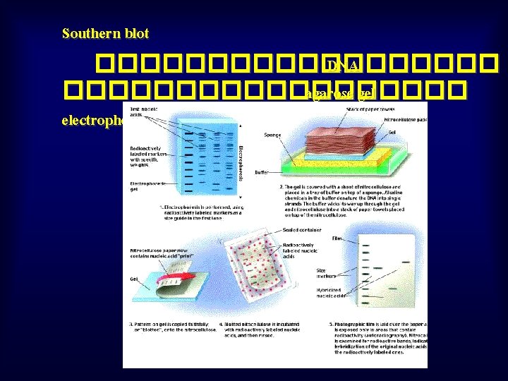 Southern blot ��������� DNA ��������� agarose gel electrophoresis 