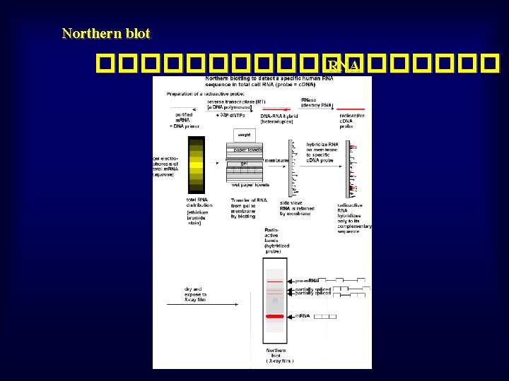 Northern blot ��������� RNA 