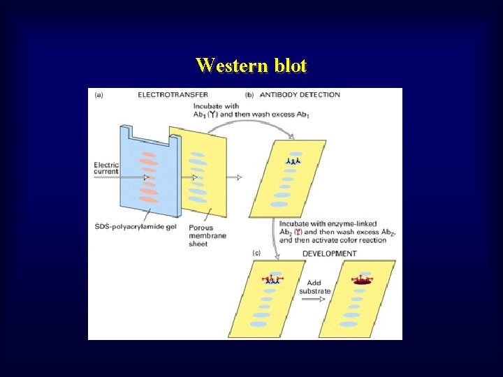 Western blot 