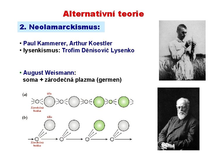 Alternativní teorie 2. Neolamarckismus: • Paul Kammerer, Arthur Koestler • lysenkismus: Trofim Děnisovič Lysenko
