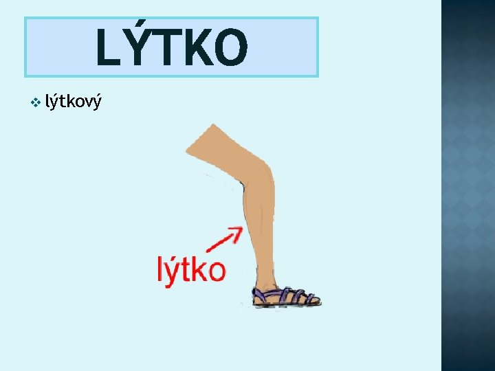 LÝTKO v lýtkový 