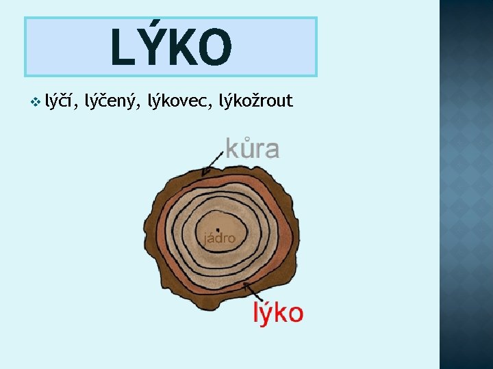 LÝKO v lýčí, lýčený, lýkovec, lýkožrout 