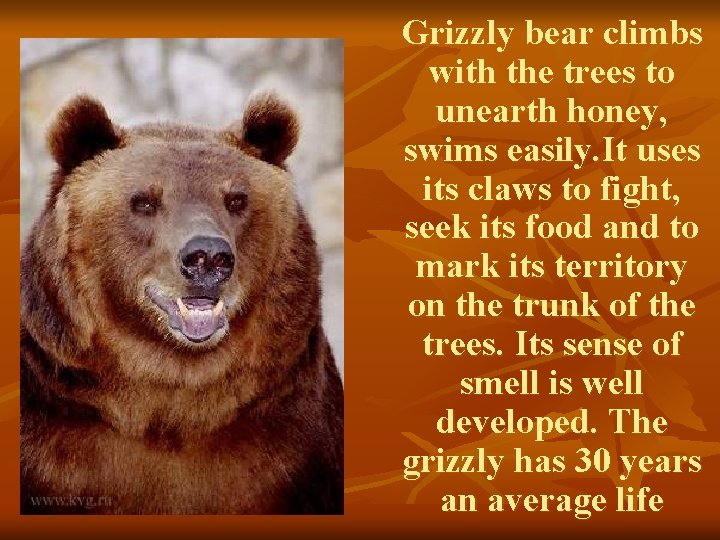 Grizzly bear climbs with the trees to unearth honey, swims easily. It uses its
