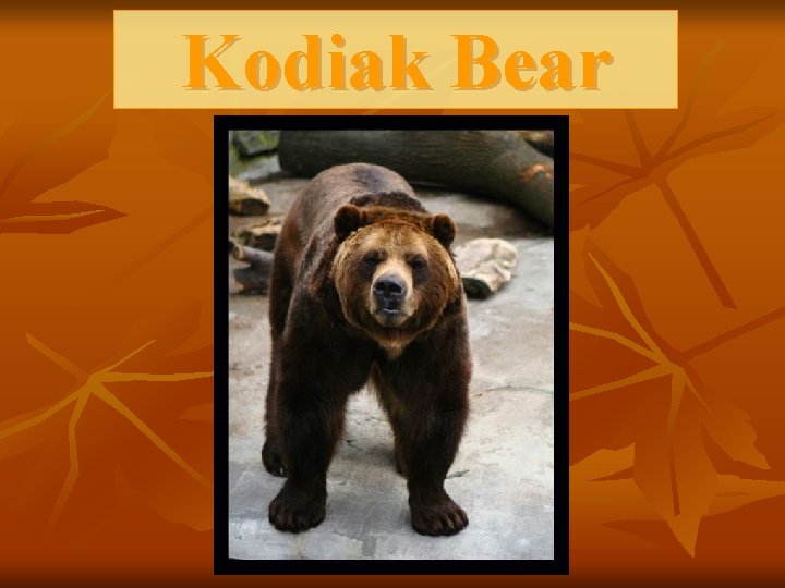 Kodiak Bear 