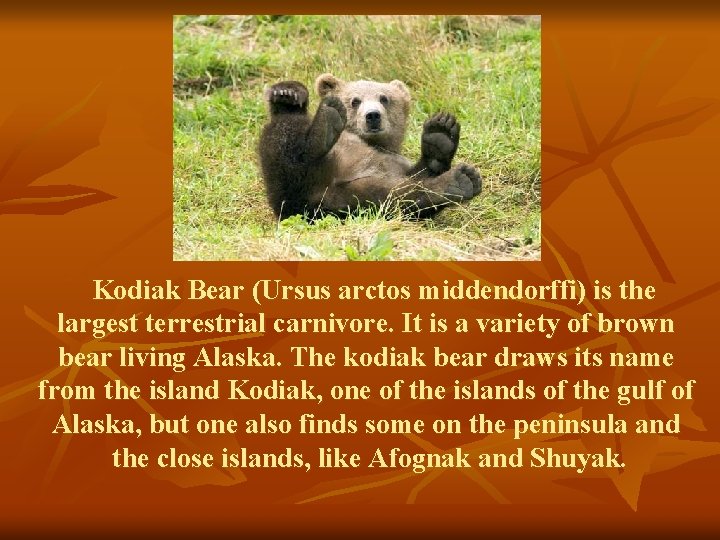 Kodiak Bear (Ursus arctos middendorffi) is the largest terrestrial carnivore. It is a variety
