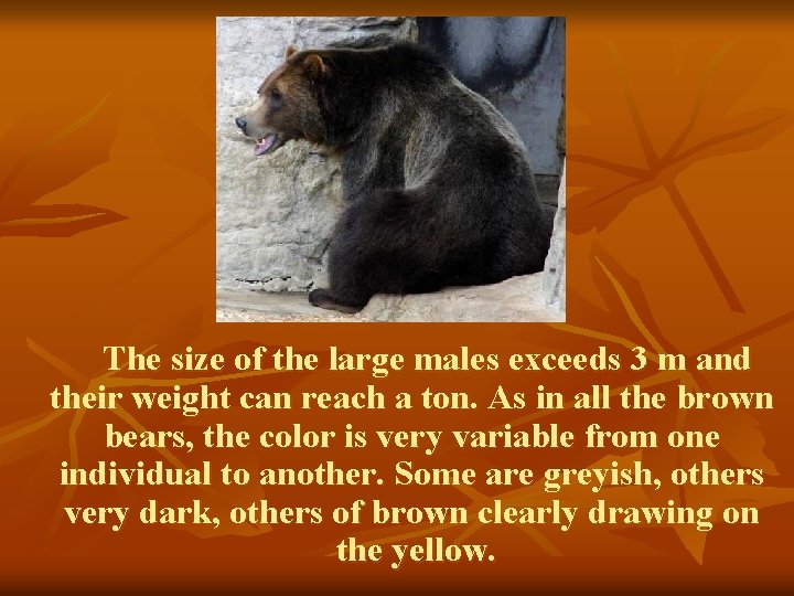The size of the large males exceeds 3 m and their weight can reach