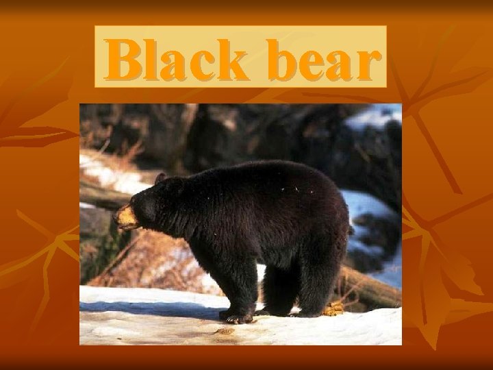 Black bear 