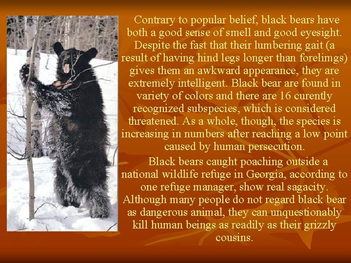 Contrary to popular belief, black bears have both a good sense of smell and