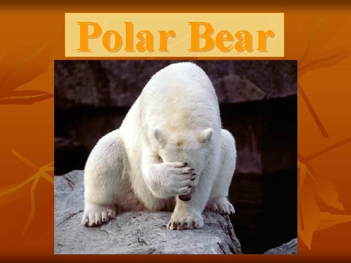 Polar Bear 