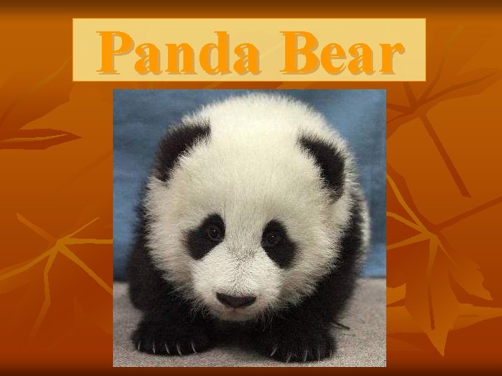 Panda Bear 