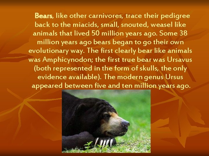 Bears, like other carnivores, trace their pedigree back to the miacids, small, snouted, weasel