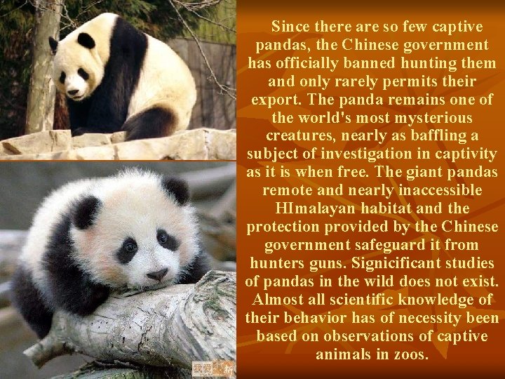 Since there are so few captive pandas, the Chinese government has officially banned hunting