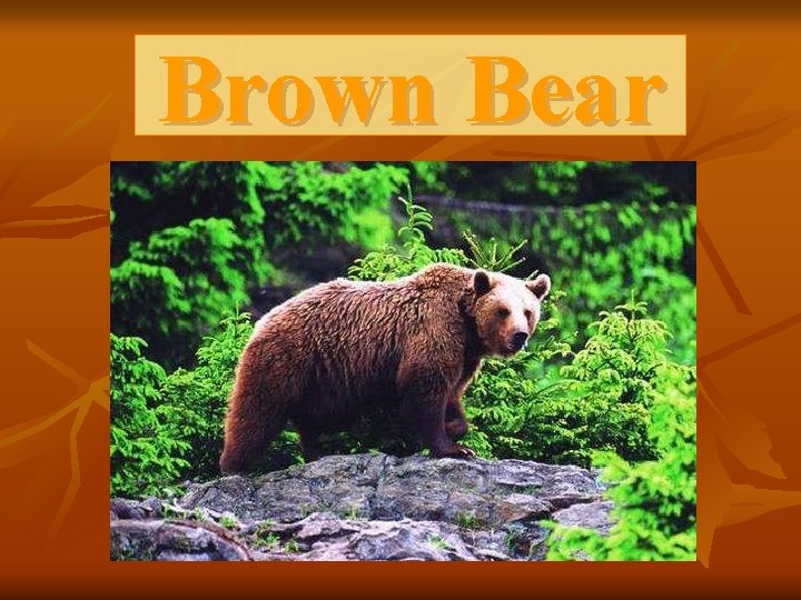Brown Bear 