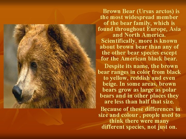 Brown Bear (Ursus arctos) is the most widespread member of the bear family, which