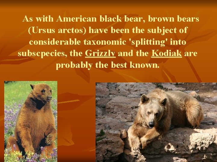As with American black bear, brown bears (Ursus arctos) have been the subject of