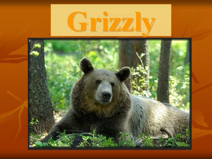 Grizzly 