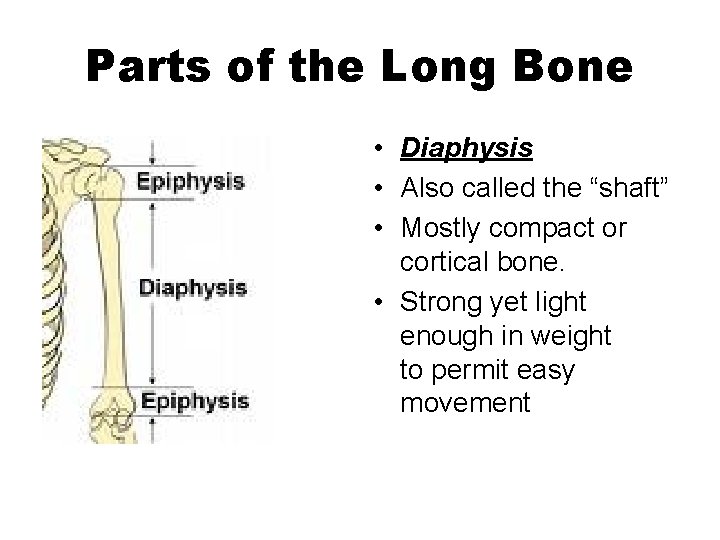 Parts of the Long Bone • Diaphysis • Also called the “shaft” • Mostly