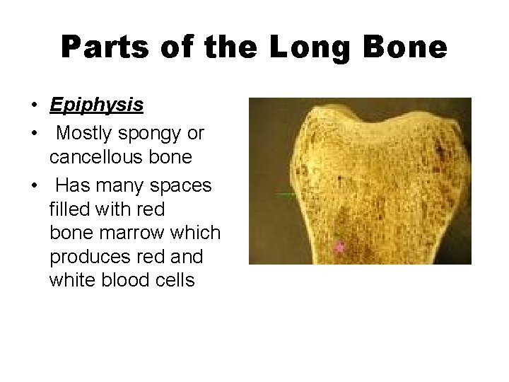 Parts of the Long Bone • Epiphysis • Mostly spongy or cancellous bone •