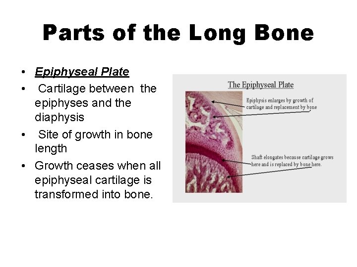 Parts of the Long Bone • Epiphyseal Plate • Cartilage between the epiphyses and