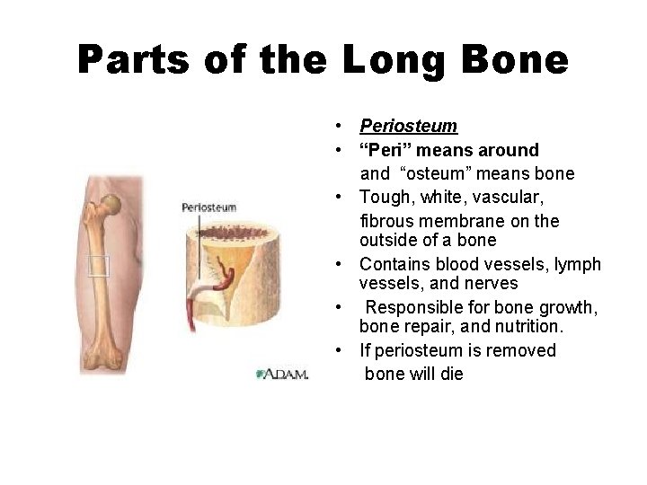 Parts of the Long Bone • Periosteum • “Peri” means around and “osteum” means