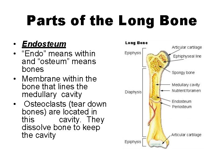 Parts of the Long Bone • Endosteum • “Endo” means within and “osteum” means
