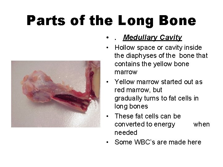 Parts of the Long Bone • . Medullary Cavity • Hollow space or cavity