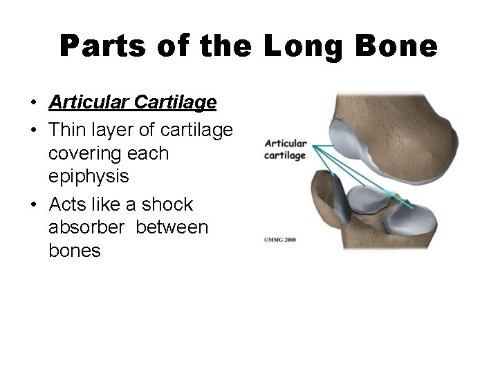 Parts of the Long Bone • Articular Cartilage • Thin layer of cartilage covering