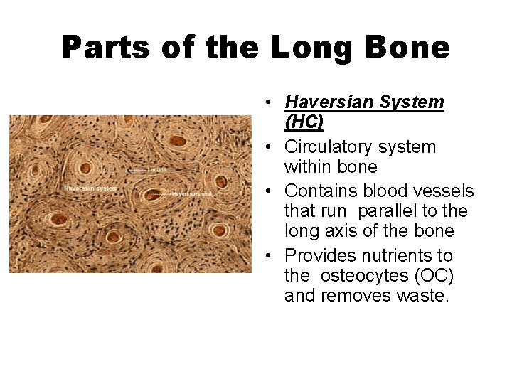 Parts of the Long Bone • Haversian System (HC) • Circulatory system within bone