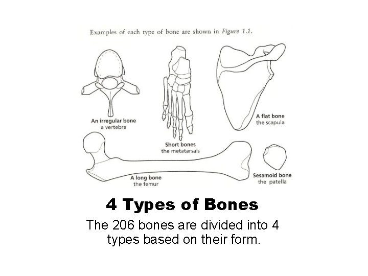 4 Types of Bones The 206 bones are divided into 4 types based on