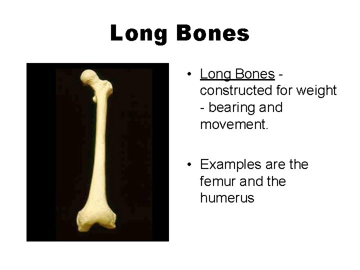 Long Bones • Long Bones constructed for weight - bearing and movement. • Examples