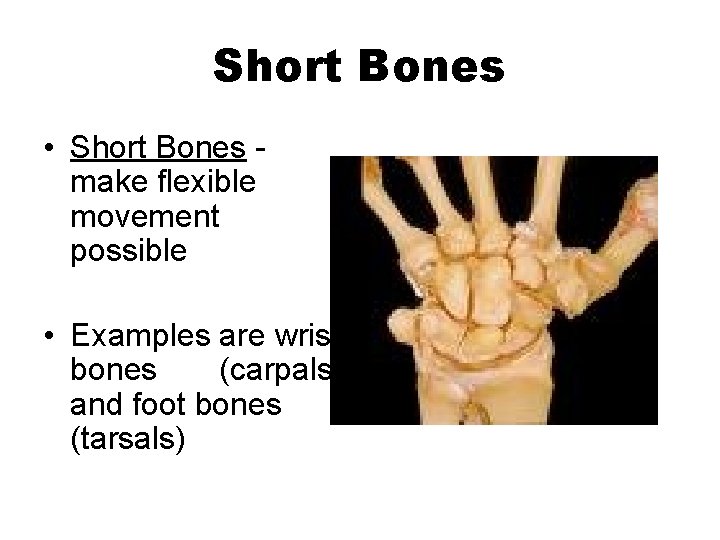 Short Bones • Short Bones make flexible movement possible • Examples are wrist bones