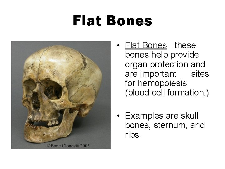 Flat Bones • Flat Bones - these bones help provide organ protection and are