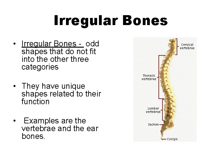 Irregular Bones • Irregular Bones - odd shapes that do not fit into the