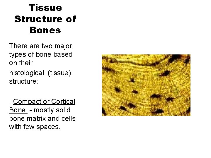 Tissue Structure of Bones There are two major types of bone based on their
