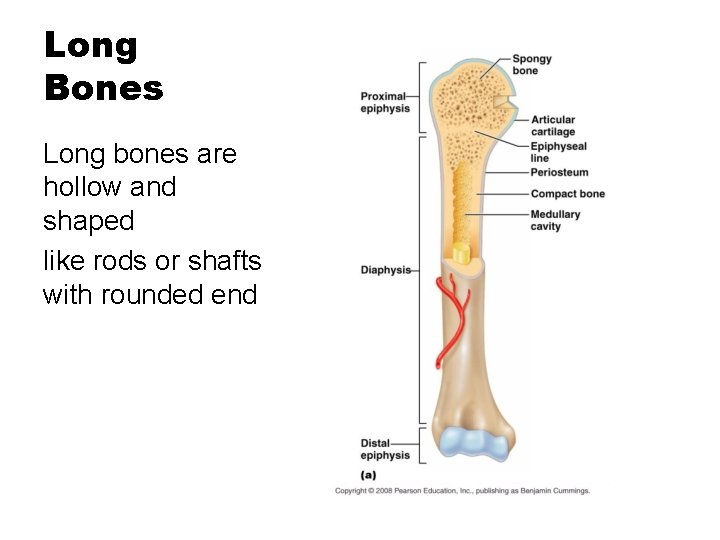 Long Bones Long bones are hollow and shaped like rods or shafts with rounded
