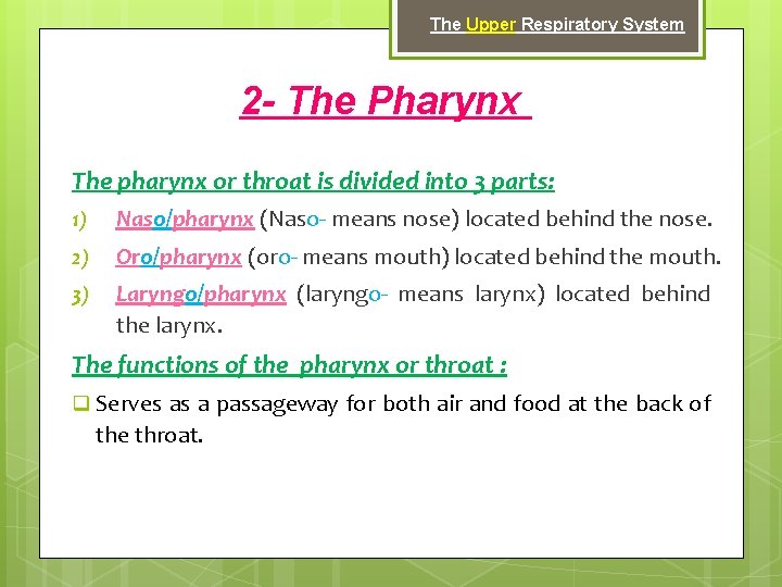 The Upper Respiratory System 2 - The Pharynx The pharynx or throat is divided