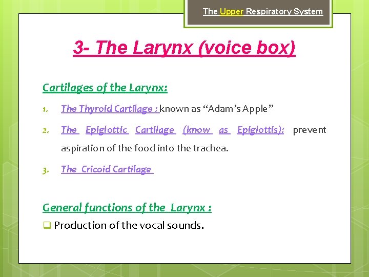 The Upper Respiratory System 3 - The Larynx (voice box) Cartilages of the Larynx: