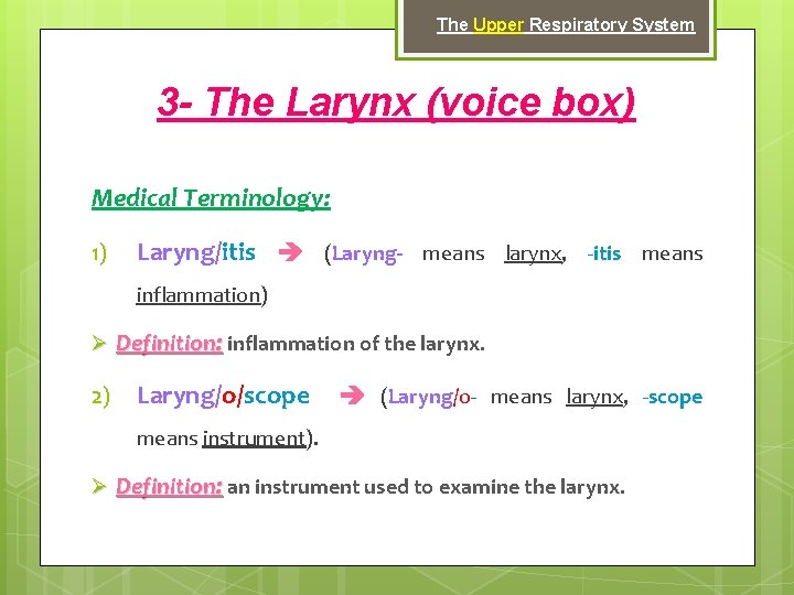 The Upper Respiratory System 3 - The Larynx (voice box) Medical Terminology: 1) Laryng/itis