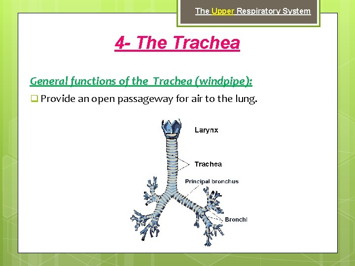 The Upper Respiratory System 4 - The Trachea General functions of the Trachea (windpipe):