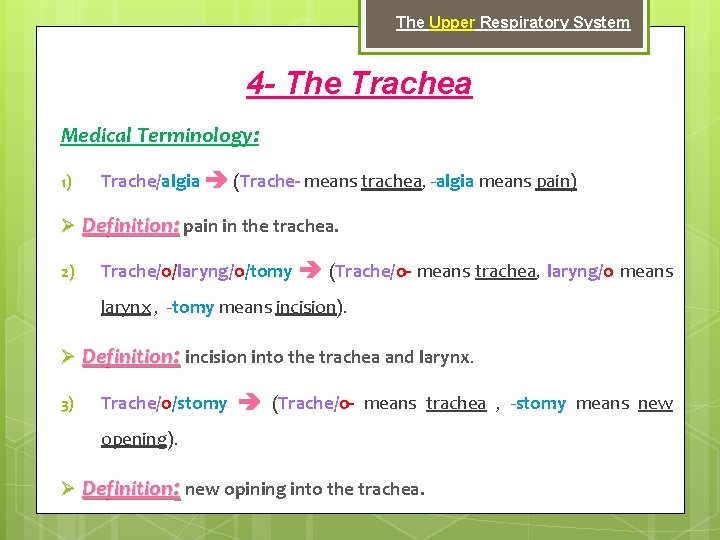 The Upper Respiratory System 4 - The Trachea Medical Terminology: 1) Trache/algia (Trache- means