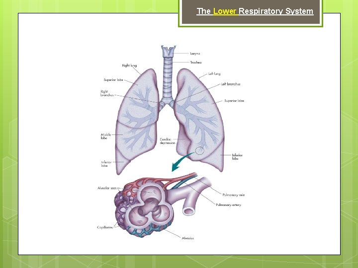 The Lower Respiratory System 