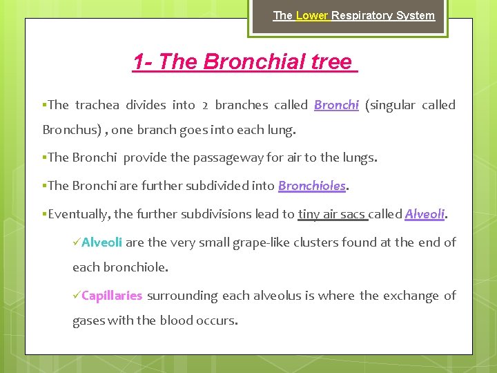 The Lower Respiratory System 1 - The Bronchial tree §The trachea divides into 2